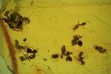 Several Fossil Ants (Formicidae) In Baltic Amber #69279-3